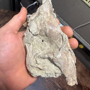 May include: A light-colored, irregularly shaped rock fragment with a rough, textured surface. The fragment has a hole and various ridges and crevices. The object is held in a hand.