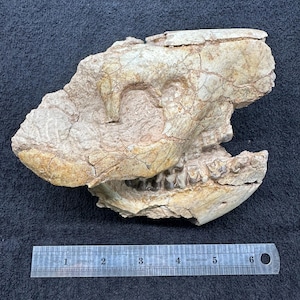 Könnte beinhalten: Ein fossilisiertes Schädelfragment in Beige- und Brauntönen mit sichtbaren Zähnen. Ein Lineal liegt zur Maßstabsbestimmung daneben. Das Fossil befindet sich auf einer dunklen Oberfläche. Das Fragment zeigt komplizierte Details und Texturen.