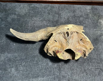 Fossil bison skull, buffalo, Pleistocene, megafauna, ice age, paleontology, natural history