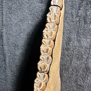 Fossilized horse jaw bone, extinct ice age equus image 3
