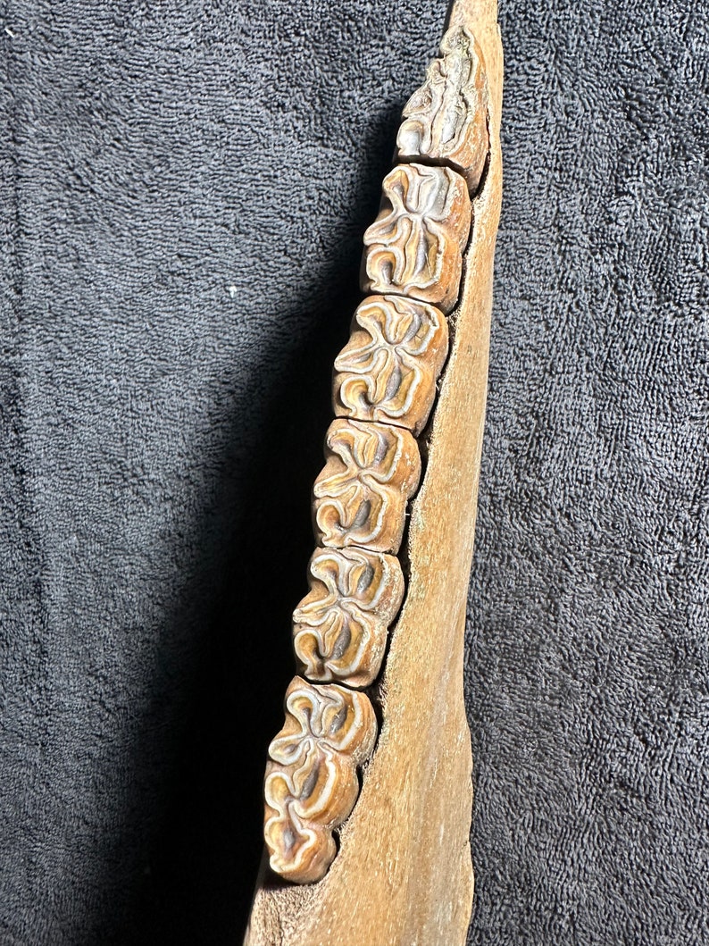 Fossilized horse jaw bone, extinct ice age equus image 3