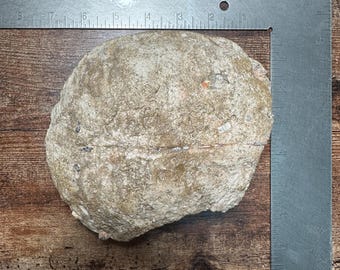 Fossilized turtle/tortoise from the badlands of Nebraska