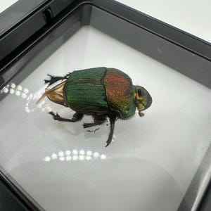 Japanese beetle (Popillia japonica) with display case