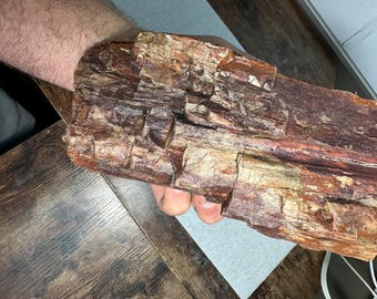 Op de afbeelding: Een stuk versteend hout, met een rijk palet aan kleuren, waaronder bruin, rood en bruin. Het oppervlak van het hout is getextureerd met zichtbare nerven en natuurlijke patronen. Het object wordt in een hand gehouden.