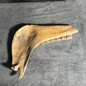 Fossilized horse jaw bone, extinct ice age equus image 1