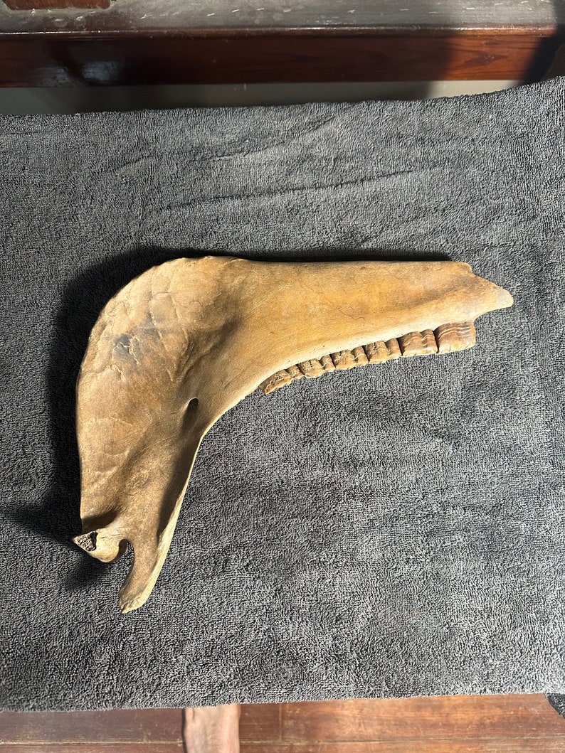 Fossilized horse jaw bone, extinct ice age equus image 1