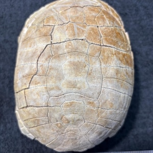 May include: A tan and beige turtle shell with a visible network of dark brown cracks and scutes. A metal ruler is positioned at the bottom, showing the shell spans approximately 5 inches in width across its widest point at the base.