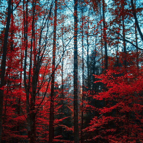 Dark Red Forest In Autumn Leaves Tall Pine Trees Orange Scene HD Art Deco Large Print Jpg A4 A3 Home Stock Photos Royalty Free