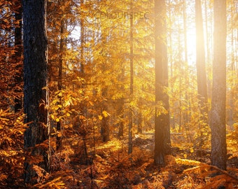 HD Otoño Bosque Árbol Puesta de sol Poderoso amanecer Cegador Luz naranja Oro Escena Art Deco Letra grande jpg A4 A3 Inicio Fotos de archivo Libre de derechos