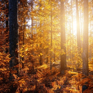 Puede incluir: Una escena de bosque soleado con árboles altos y follaje dorado. La imagen captura el cálido resplandor de la luz solar filtrándose a través de los árboles, creando un ambiente vibrante. El suelo del bosque está cubierto de hojas caídas.