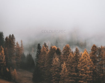 HD Otoño Bosque Colina Niebla Pájaros Vista Marrón Naranja Verde Blanco Escena Art Deco Large Print jpg A4 A3 Inicio Fotos de archivo Libre de derechos