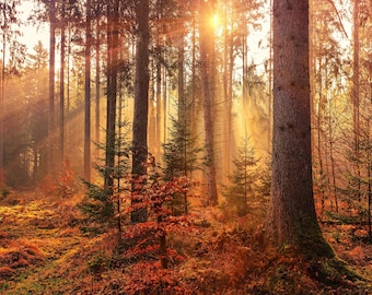 HD Otoño Bosque Rayos de sol Altos Naranjos Luz dorada Caída Hojas Escena Art Deco Letra grande jpg A4 A3 Inicio Fotos de archivo Libre de derechos