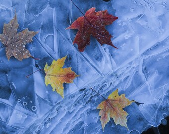 HD Otoño Hojas de arce congeladas Carámbanos Color contrastante Escena Art Deco Letra grande Jpg A4 A3 Inicio Stock Photo descargar Royalty Free