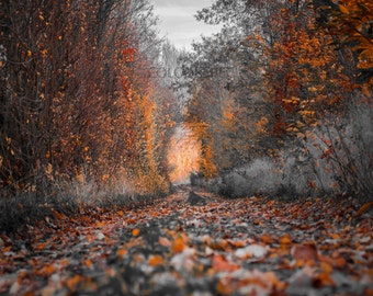 HD Otoño Forest Road Hojas coloridas Country Lane Contraste naranja Mono Escena Art Deco Letra grande jpg A4 A3 Inicio Fotos de archivo Libre de derechos