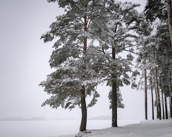 Lone Tree Snowy Forest Blizzard Escena helada en blanco y negro HD Art Deco Impresión grande Jpg A4 A3 Inicio Fotos de archivo Libres de derechos