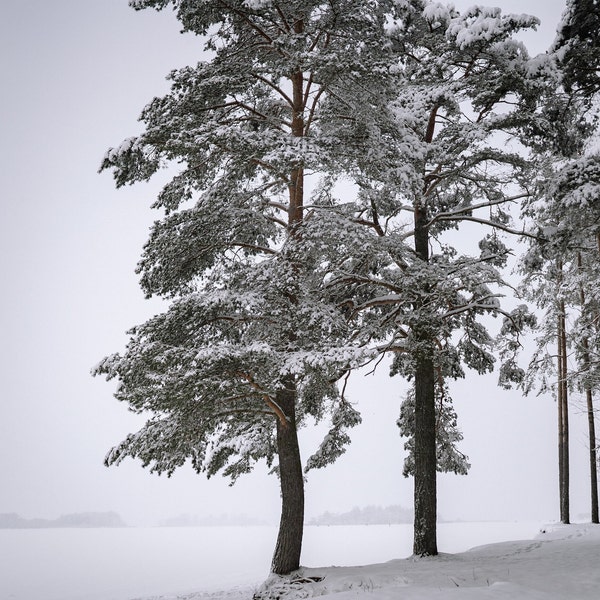 Lone Tree Snowy Forest Blizzard Icy Black & White Scene HD Art Deco Large Print Jpg A4 A3 Home Stock Photos Royalty Free