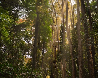 Rainforest Path Sunlight God Rays Green & Brown Scene HD Art Deco Large Print jpg A4 A3 Home Descargar fotos de archivo Libres de derechos