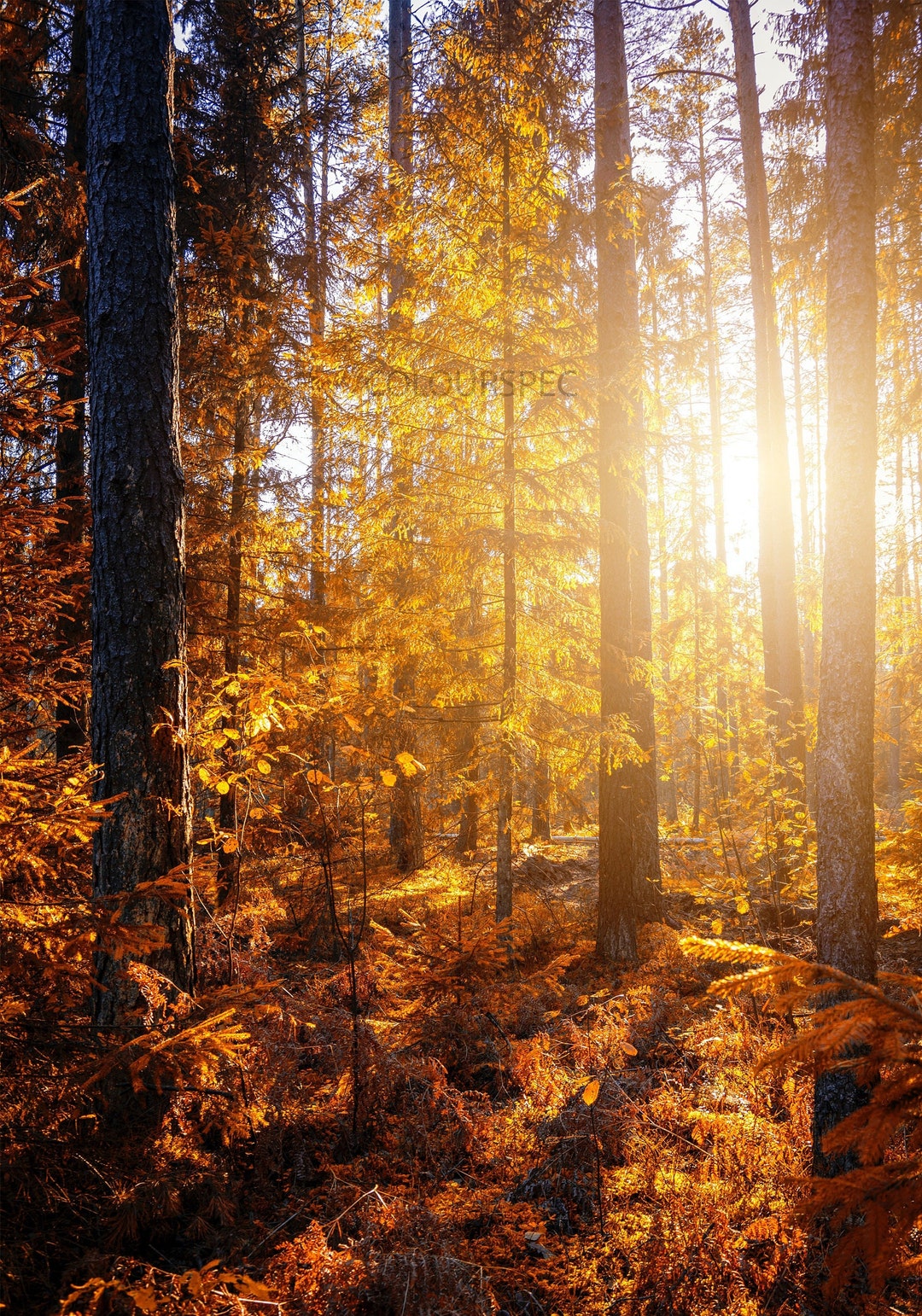 家具 forest autumn hqdefault.jpg