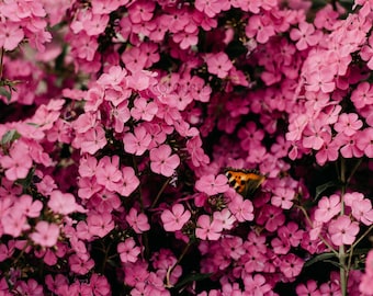 Flores rosas Racimo de flores Mariposas Brillante blossom Light Scene HD Art Deco Large Print Jpg A4 A3 Home Fotos de archivo Libres de derechos