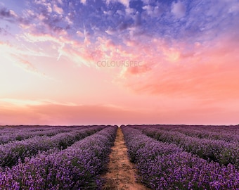 Campo de lavanda Sin fin Puesta de sol Rosa y púrpura Sky Escena HD Art Deco Letra grande jpg A4 A3 Inicio Fotos de archivo Libre de derechos