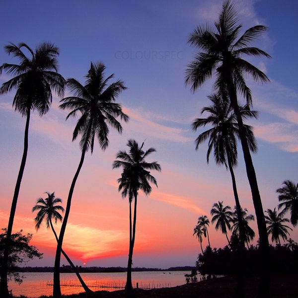 Palm Beach Sunset Pink Orange Purple Blue Sunrise Black Palm Trees Scene HD Art Deco Large Print Jpg A4 A3 Home Stock Photos Royalty Free