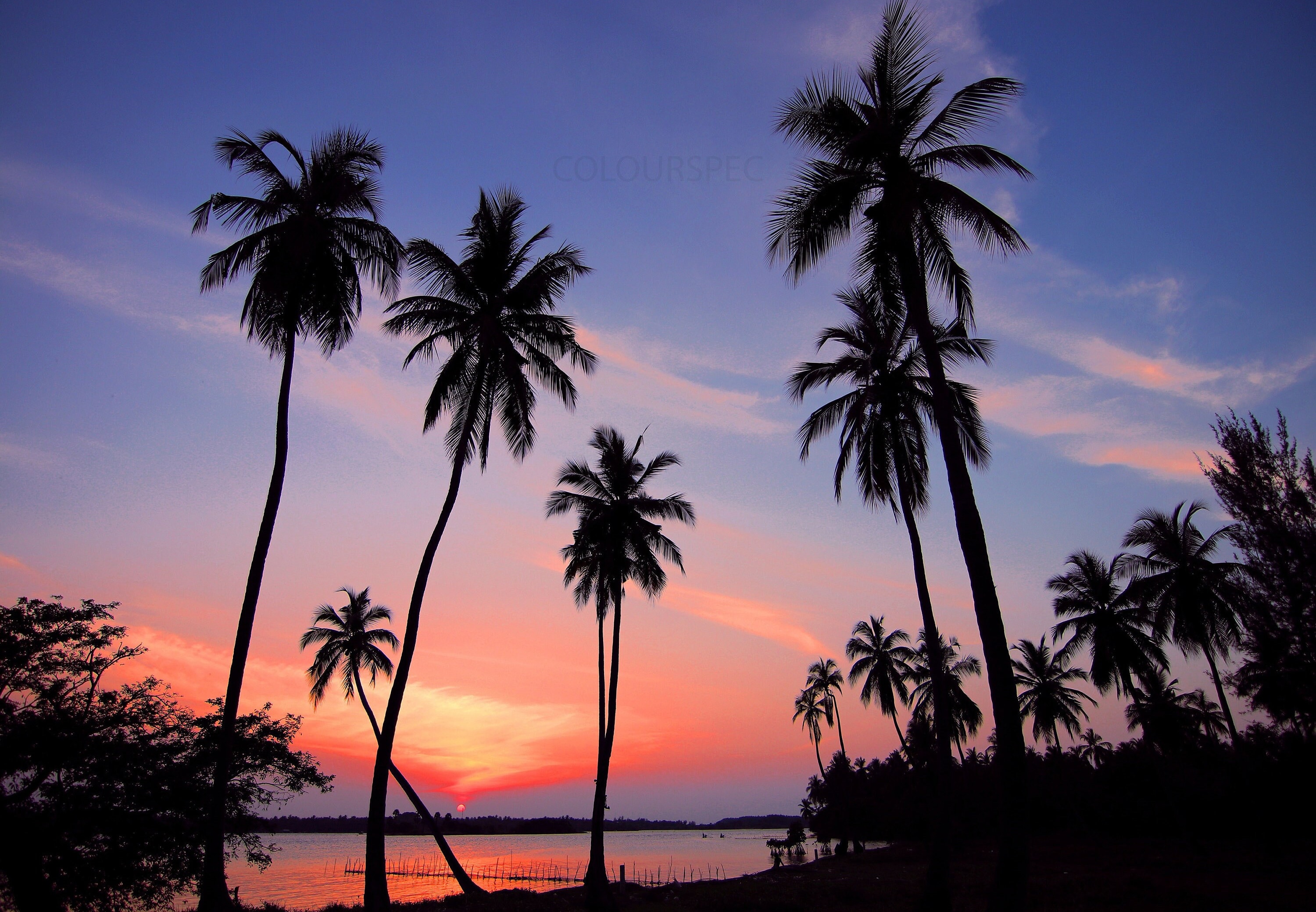 Palm Beach Sunset Pink Orange Purple Blue Sunrise Black Palm Trees