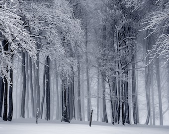 Invierno Snow Forest Trees Icy Artic Cold Hearty Scene HD Art Deco Large Print Jpg A4 A3 Home Fotos de archivo Libres de derechos