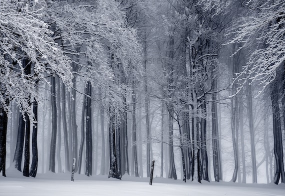 Winter Snow Forest Trees Icy Artic Cold Hearty Scene HD Art Deco Large  Print Jpg A4 A3 Home Stock Photos Royalty Free - Etsy