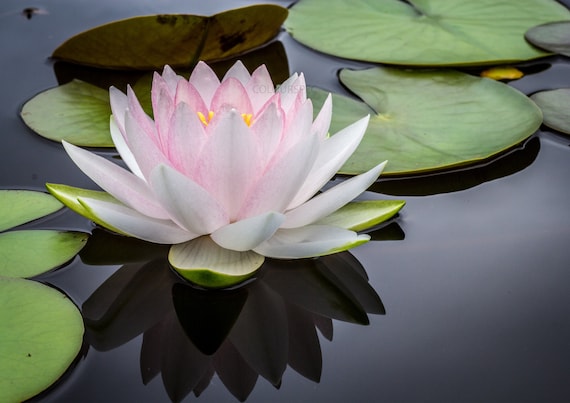 Lily Pads Pond Picture Green Pink White Lily Frog Pond Scene HD Art Deco  Large Print Jpg A4 A3 Home Stock Photos Royalty Free
