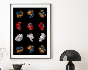 Betta Fish Art, Siamese Betta Fighter Fish Print, Home Decor Print, Chic Boho Wall Art, Black en coloridos peces beta, impresión digital
