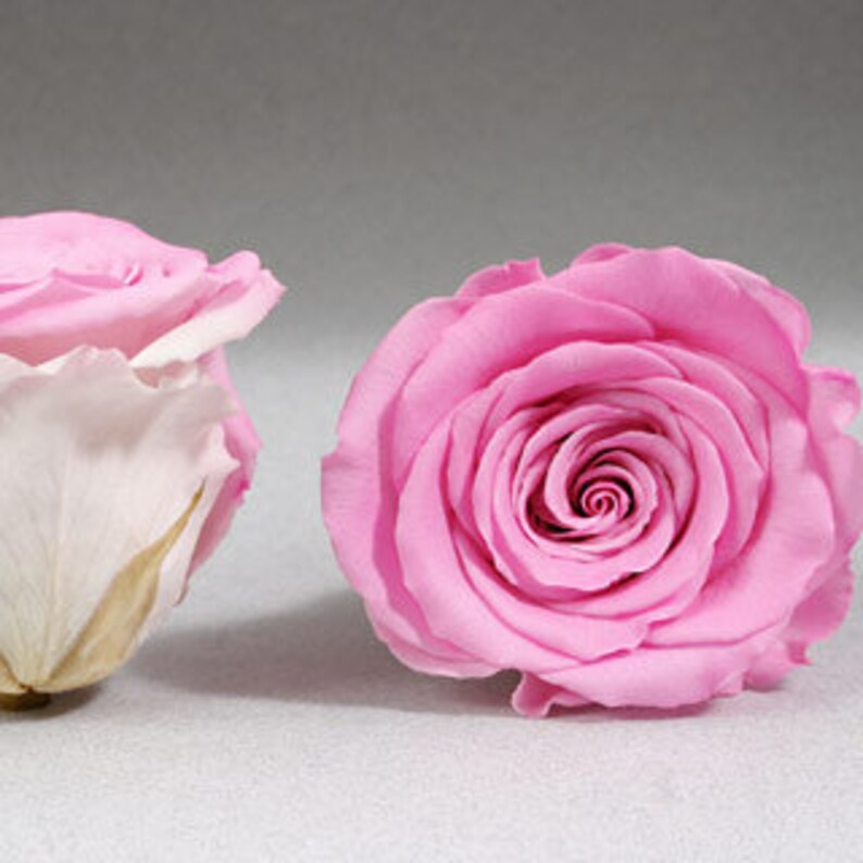 Preserved Roses Bright Pink Garden Roses Real Roses Etsy