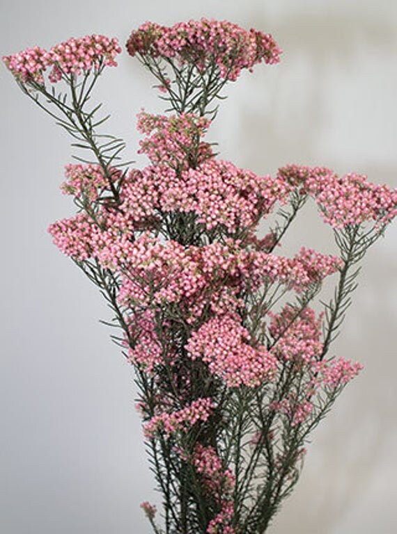 Rice Flower Preserved Rice Flower Pink Rice Flower Etsy