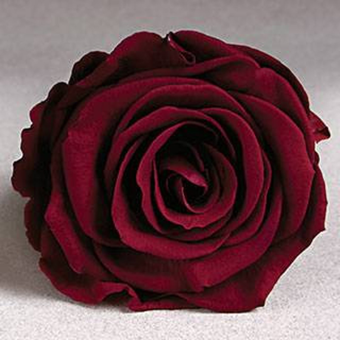 Preserved Roses Raspberry Garden Roses Raspberry Color Rose Etsy