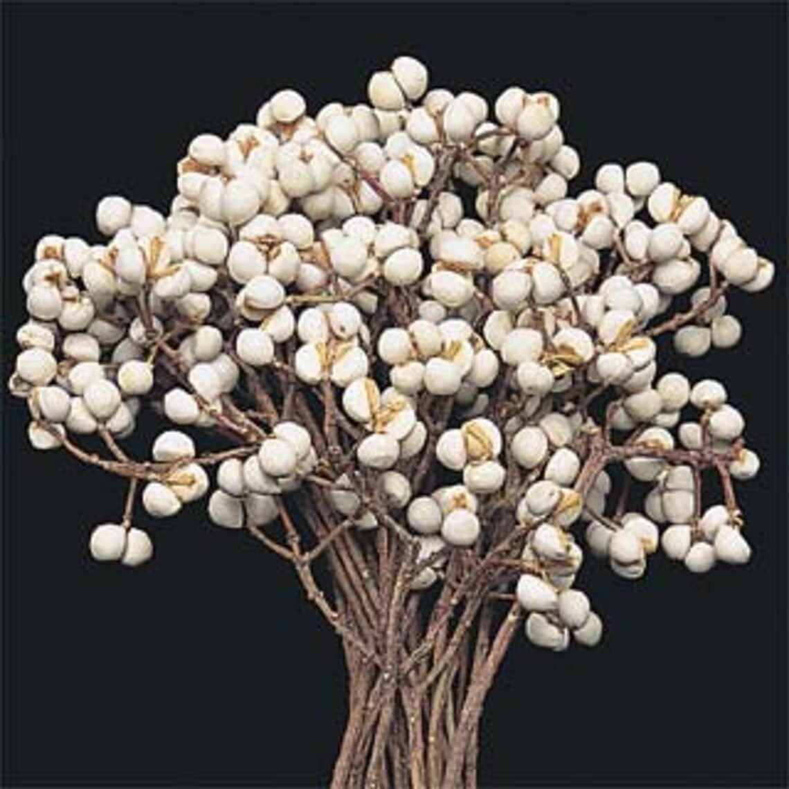 Tallow Berries White Tallow Berries Dried Tallow Berries Etsy