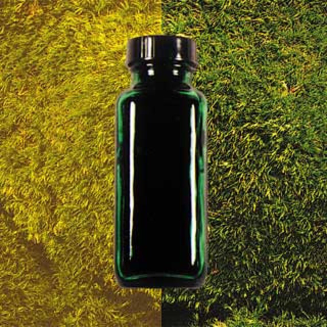 Permanent Moss Dye Preserved Mood Moss Dye Mood Moss Dye Etsy