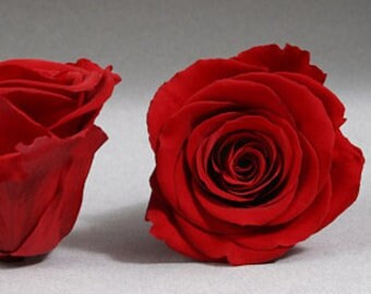 Real Preserved Roses - Etsy