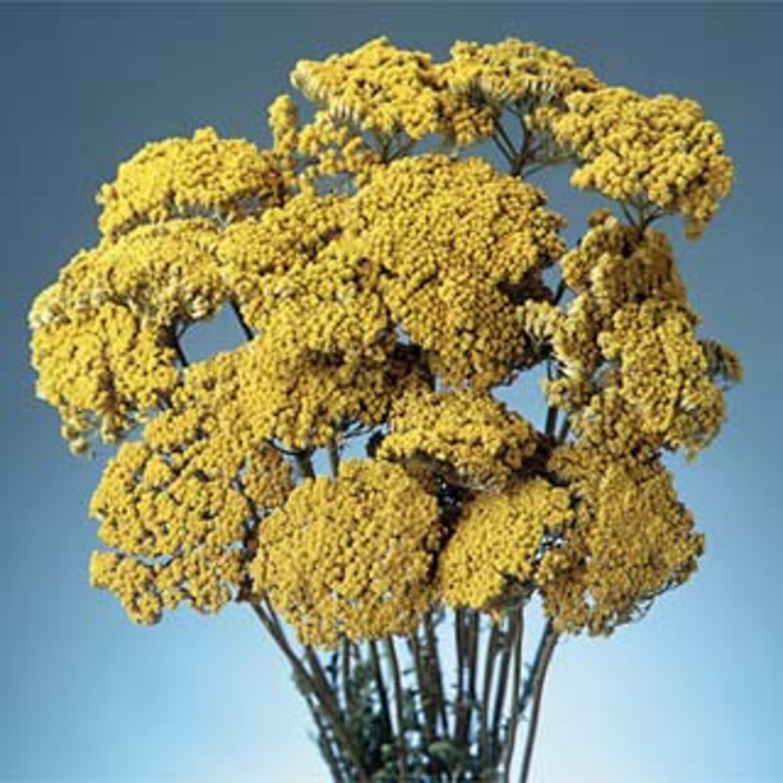 Persimmon Yarrow Yellow Yarrow Preserved Yellow Yarrow Dyed Etsy