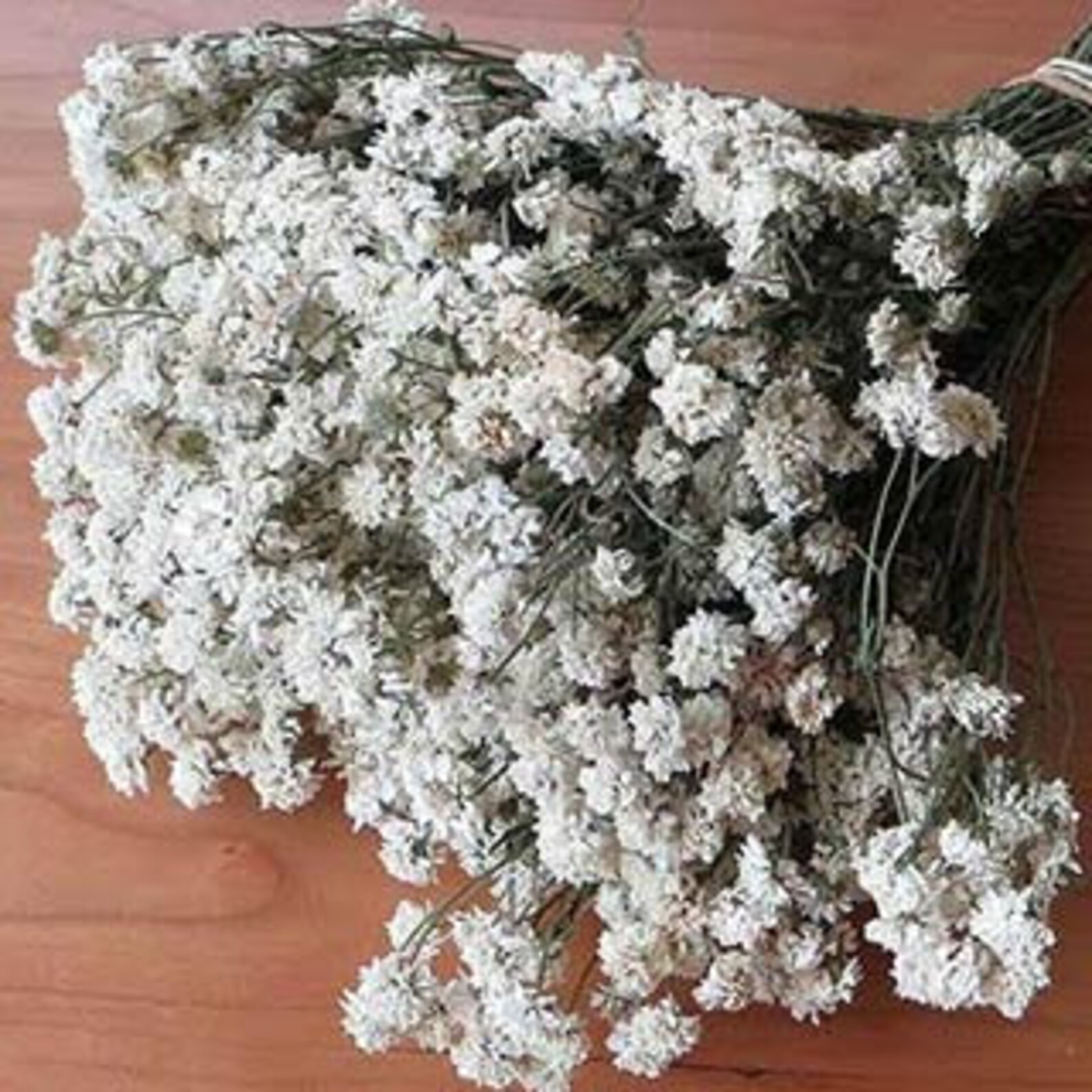 Angel Breath Preserved Angel Breath Preserved Achillea | Etsy