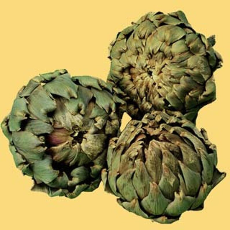 Artichokes Dried Artichokes Decoration Artichokes Artichoke Etsy
