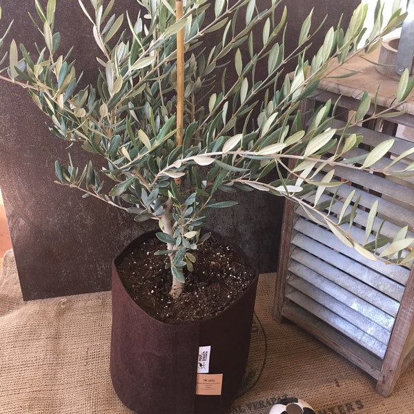 Live Olive Tree - Olea Europaea - 2 Gallon - Dwarf - Fruitless- Indoor Houseplant - Unique Gift