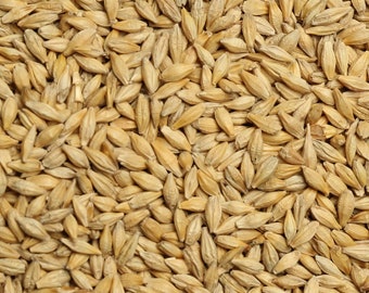 Beer Barley Seed 100 Seeds Hordeum Vulgare Nutrient Rich Herb Plant M009 Beer Barley Seed 100 Seeds Hordeum Vulgare Nutrient Rich Herb Plant M009