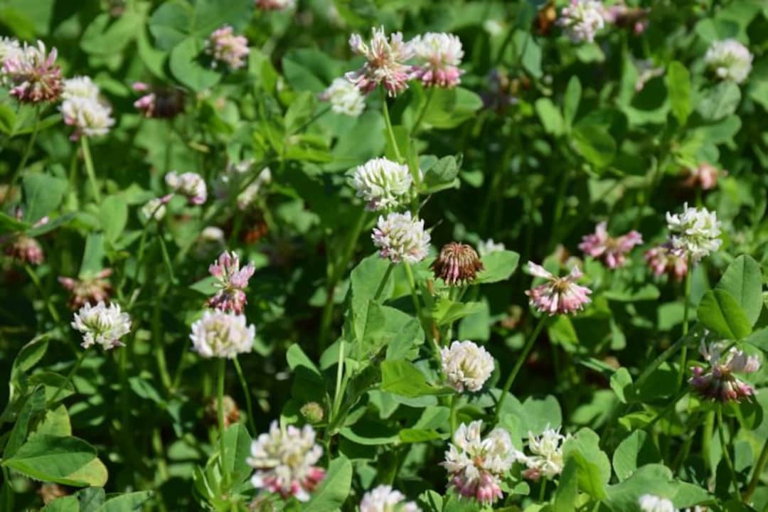 Alsike White Clover Seed Etsy France