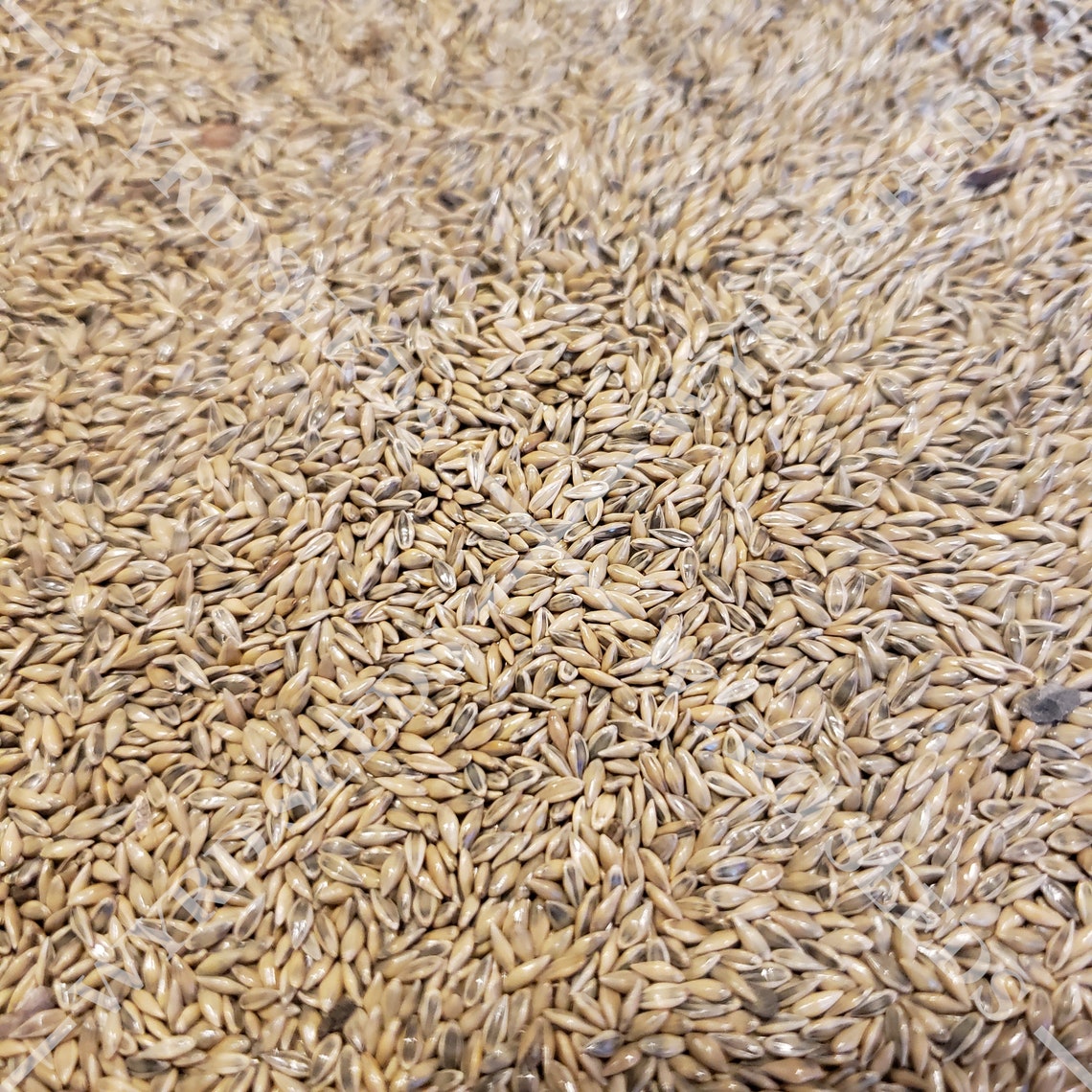 Cave in Rock Switchgrass Seed Panicum Virgatum Etsy