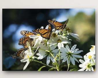 Monarch Butterflies Picture, Butterfly Photograph, Pacific Grove Sanctuary, Photo Print, Metal Print, Fine Art Canvas Wrap, Nature Wall Art