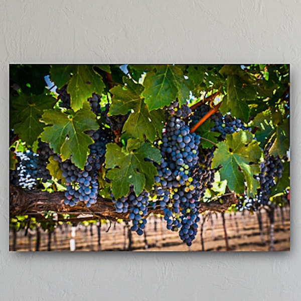 Napa Valley Grapes Photograph, Grapevines, Winery, Vineyard, Multi, Picture, Metal Prints, Canvas Wrap, Photo