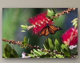 Monarch Butterflies Picture, Butterfly Photograph, Pacific Grove Butterfly, Photo Print, Metal Print, Fine Art Canvas Wrap, Nature Wall Art