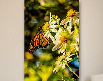 Monarch Butterflies Picture, Butterfly Photograph, Pacific Grove Butterfly, Photo Print, Metal Print, Fine Art Canvas Wrap, Nature Wall Art