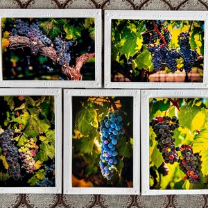 May include: Five white frames with black mats display close-up photographs of bunches of ripe purple grapes hanging from vines with green leaves.