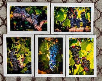 May include: Five white frames with black mats display close-up photographs of bunches of ripe purple grapes hanging from vines with green leaves.