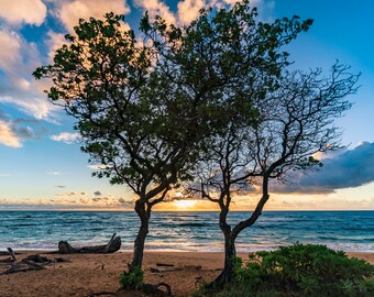 Kauai Sunrise Photograph, Hawaiian Wall Art, Heart Tree Picture, Kauai Wall Decor